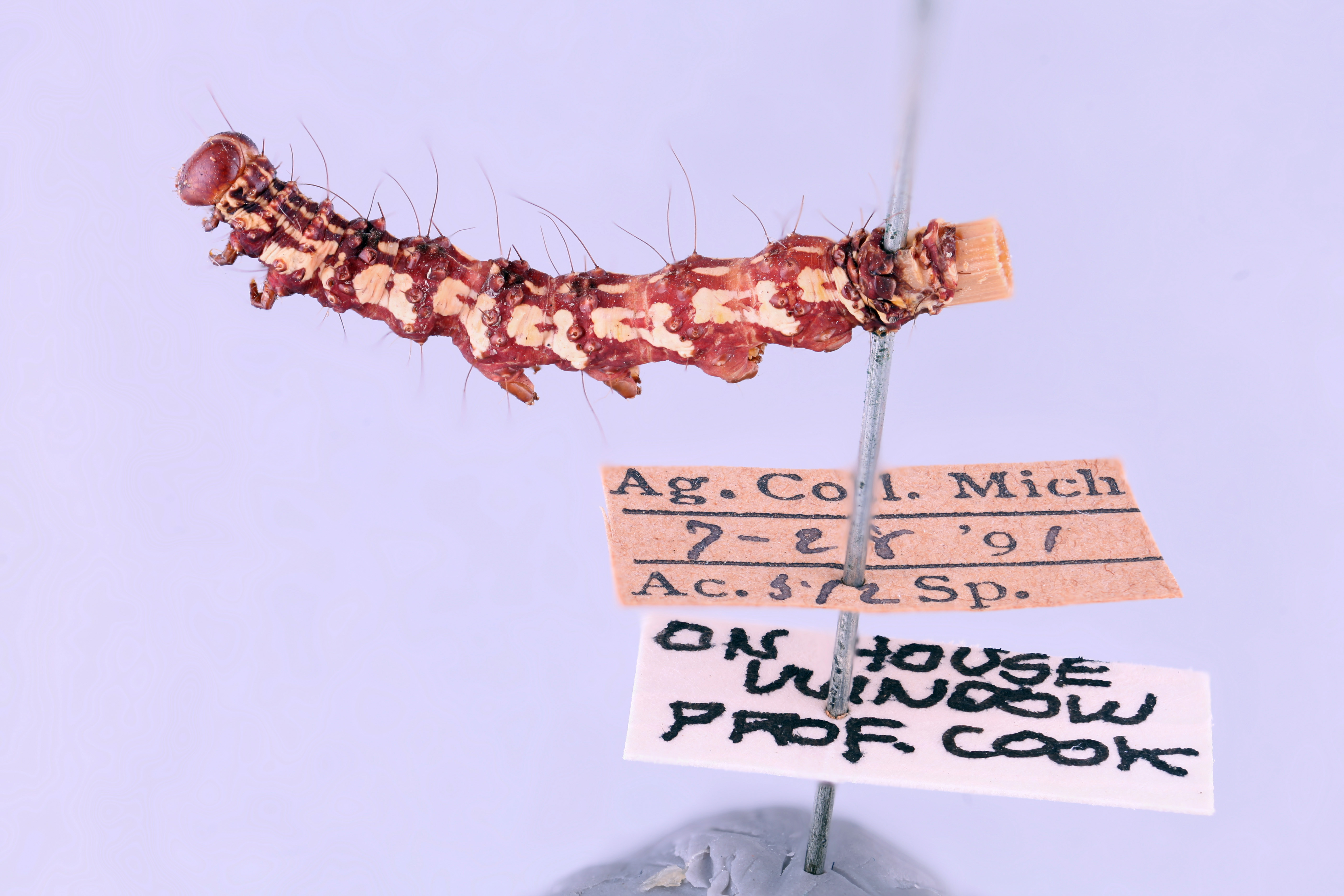 Caterpillars from 19th century